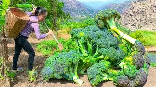 Harvesting Broccoli and go to the market sell | Emma Daily Life