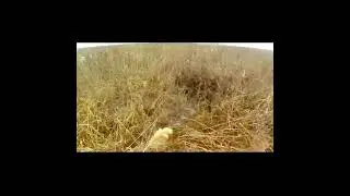 Охота на фазана. Три из трёх.