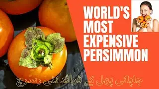 World's Expensive Persimmon، Diospyros kaki، Benefits  (املوک) (جاپانی پھل)  #Persimmon #Benefits