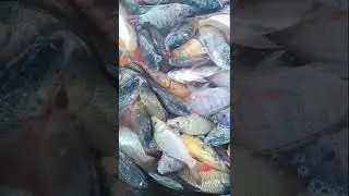 Big Fish video 🐟🐟 Fishing Addiction Boy 🎏