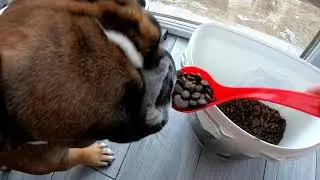 What we feed the FRENCH BULLDOG Personal experience, what is possible and what is not