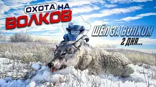 wolf hunting. chased wolf for 2 days