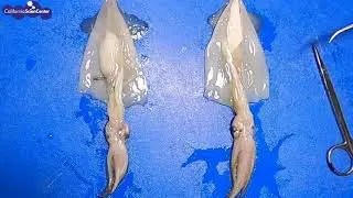 Squid Dissection!