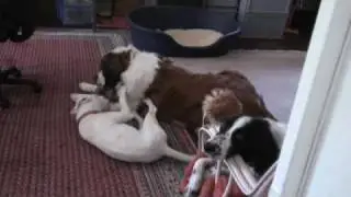 „Hund auf Jobsuche von Niccel Steinberger  „Chien au Top cherche Jobde Niccel Steinberger