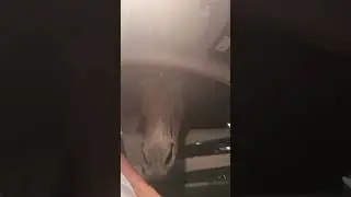 лошадь кушает лаваш в машине