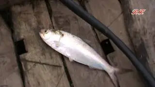 Hilsha fish Catching from Padma River (পদ্মা নদী থেকে ইলিশ ধরা)