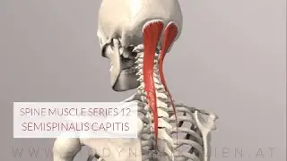Spine Series 13, Neck Muscles: Semispinalis Capitis (3D Animation)