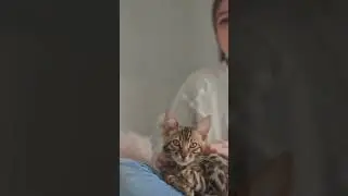 Little Cute Bengal cat