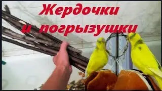 Как сделать жердочки и погрызушки своими руками для попугая. 