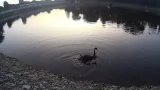 Гадкие утята. Городской сад.  Кременчуг