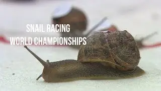 Snail Racing - The World Championships 2019