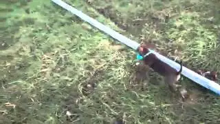 Falling over dog