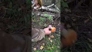 сезон грибной в разгаре 🍄🍄🍄