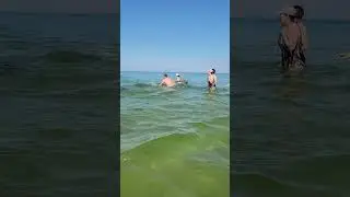 Анапа! Не трогайте дельфинов! Они дикие! 😡