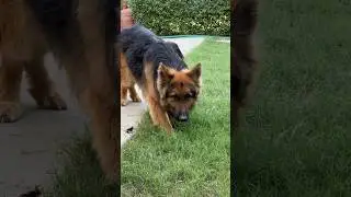 Tiger - The German Shepherd 