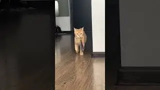 Лев-тигриный 😹😹 