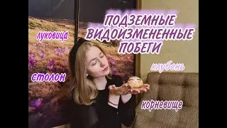 БОТАНИКА|ПОДЗЕМНЫЕ ВИДОИЗМЕНЕННЫЕ ПОБЕГИ