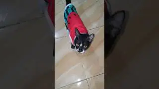 si cemong minta sarapan #cat #shortvideo #shorts