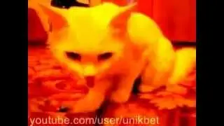 Прикольное видео Котопёс CatDog