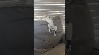 😻 Daily Cursed Cat Videos! Unforgettable Moments 🐾