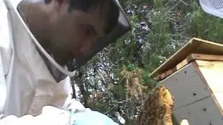Learning Top Bar Hive Beekeeping - Fixing Comb 2/2