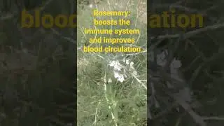 Rosemary : medicinal plant, improves memory, performance, boosts alertness, intelligence & focus