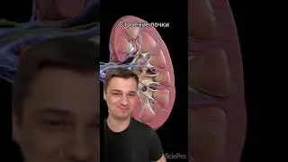 Строение почки | СМИТАП | 