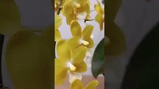 Орхидея P.Yellow Chocolate полный роспуск🌺#short#27.08.2024г.