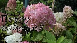 Гортензия почему? Самый красивый осенний цветок в саду и дома. Юные садоводы