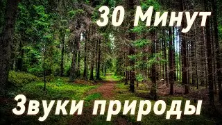 ПОД ЭТОТ ЗВУК  ТЫ УСНЁШЬ ЗА 2 МИНУТЫ! Звуки природы. / Звуки леса с озером