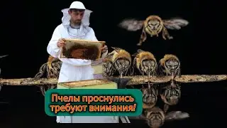 Первые работы с пчелами. Замена доньев после весеннего облета.
