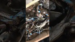 Battling Florida Blue Crabs #seafood #crabbing #bluecrab #crab #fishmonger