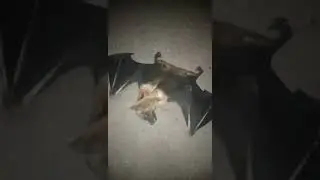 Animal Carcass 