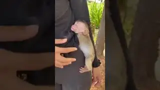 Злая Обезьянка хочет спать #shorts #обезьяна #monkey Angry Monkey of sleep