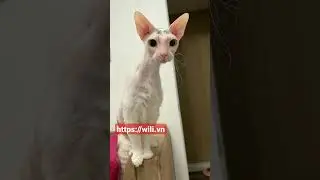 wili.vn