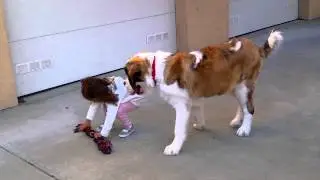 Puppy Saint playing tug