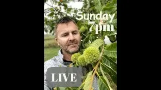 Chestnut LIVE - All your Chestnut questions answered!  Come hang out.
