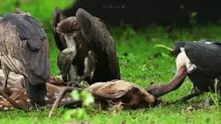 Unwritten Rules ||#nature #trending #vulture #kabini #safari #jungle