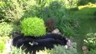 Дача в мае, как растет то, что посадили.