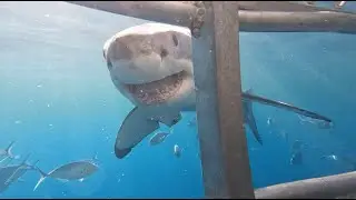 Great White Shark-Australia