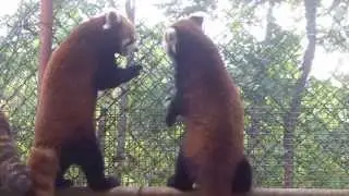 Red pandas in China part 1
