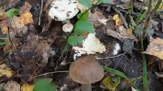 Сбор белых груздей 2016. collection of white milk mushrooms