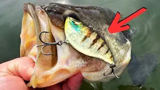 This SPRINGTIME Bite Can't Be BEAT  (LAKE BREAK)