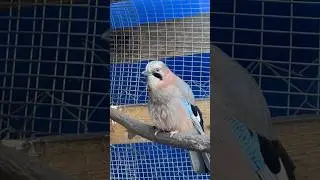 КВАКАЕТ СОЙКА