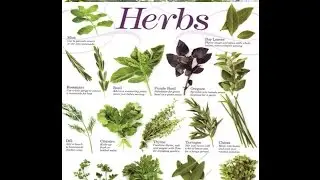 Medicinal Herbs in the Permaculture Food Forest