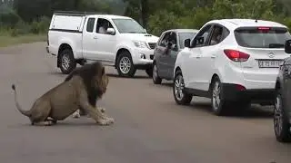 African roads//lions on the roads..