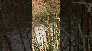 American Coots at Ash Meadows NWR