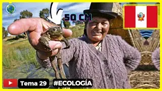 🦜 20 Datos curiosos del mundo ecológico en Perú 🐒 ¡Te Sorprenderán!