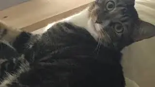 Using my cat for views