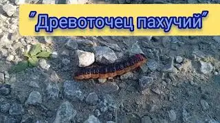 Едят Плодовые Деревья ИЗНУТРИ. РЕДКИЙ Ночной Мотылёк. #энтомология #гусеницы@user-bn1um2my4w